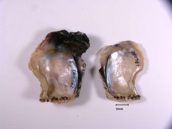Media type: image; Malacology 186081   Description: preserved specimen;